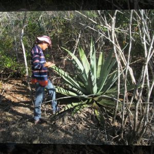 Inventario de biodiversidad